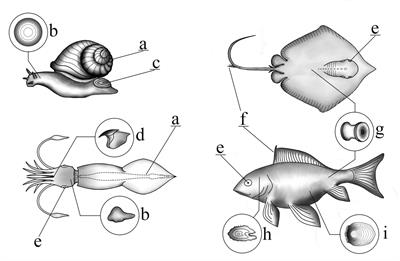 Application of Shape Analyses to Recording Structures of Marine Organisms for Stock Discrimination and Taxonomic Purposes